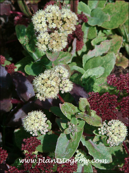 The white flowers are Gooseberry Hill, the reds are from Sedum Purple Emperor.